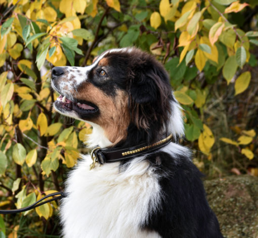 Premium dog collar in natural tanned leather and classic clincher