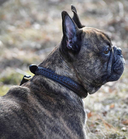 Premium dog collar in plaited natural tanned leather