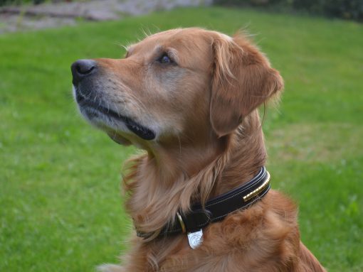 Premium dog collar in natural tanned leather and classic clincher